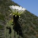 Quisco (Trichocereus chiloensis) - flor