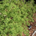 Garden Inventory: Ming Fern Asaparagus (Asparagaus retrofractus) - 2