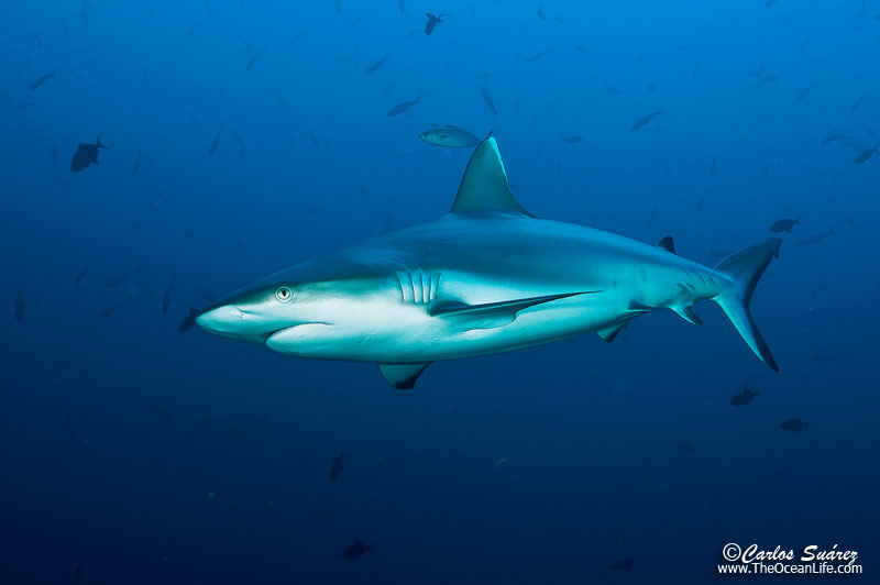Tiburón en Maldivas