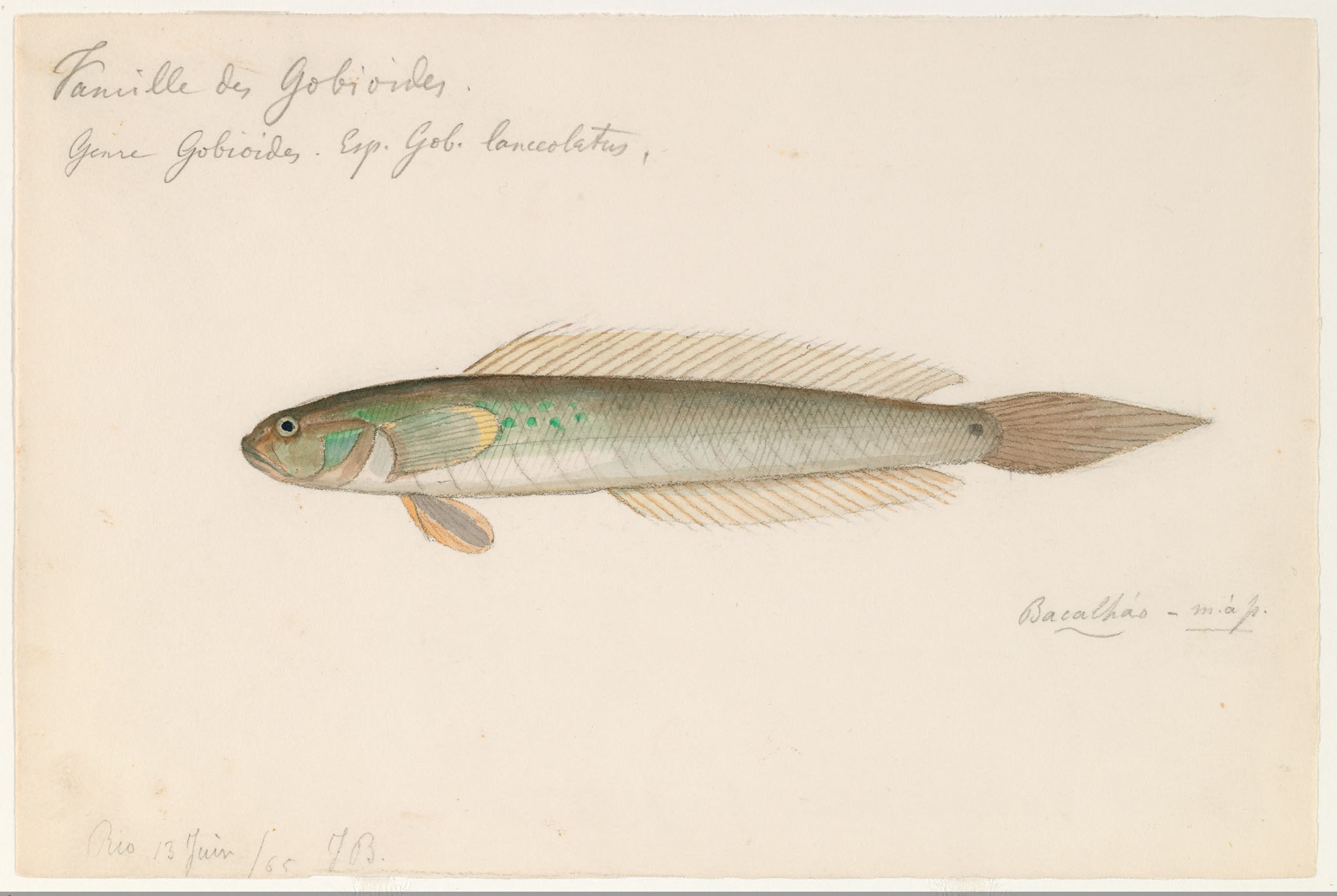 Gobionellus oceanicus image