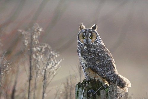 Long-eared Owl by tony y. h. tong