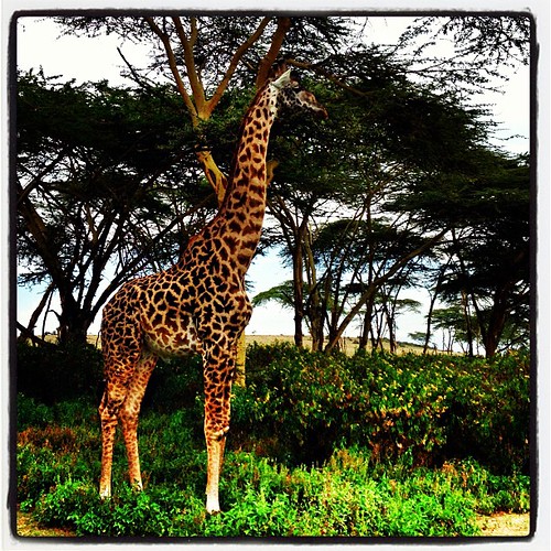 Giraffe @ Crescent Island