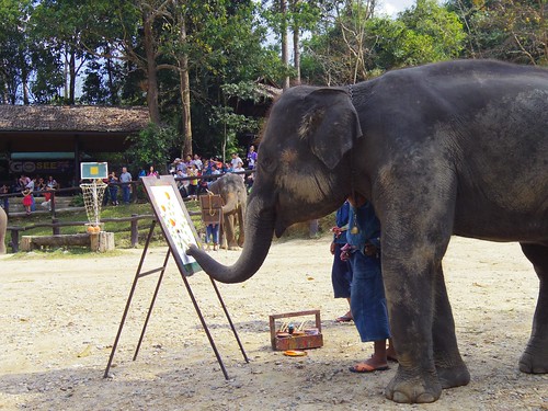 Elephants Show