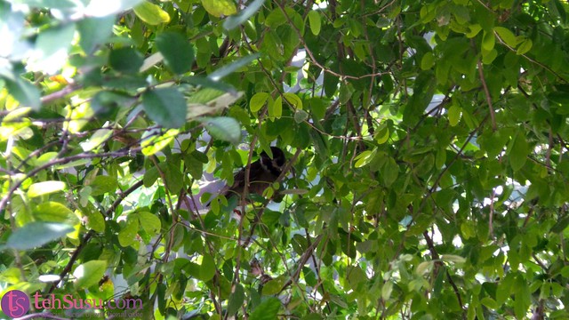 burung sembunyi di balik pohon rimbun di halaman depan