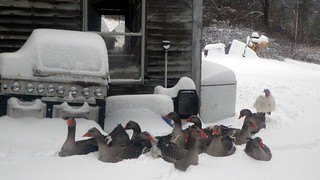 Geese in the snow