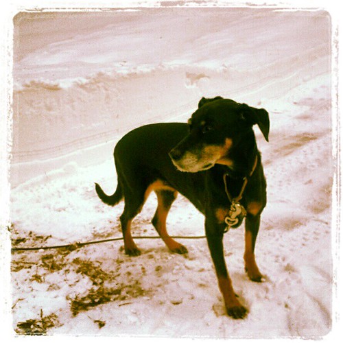 Yup, the #snow is taller than Lola... #dogstagram #Nemo #Blizzard2013 #newengland #dobermanmix #adoptdontshop