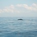 Whale & Dolphin Watching Mirissa