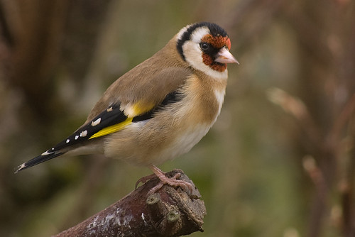 Goldfinch 11
