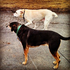 My boys! #dogstagram #spring #coonhoundmix #mutt #labmix #love #adoptdontshop #rescue