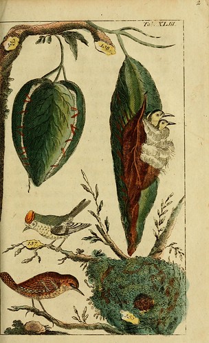 n442_w1150 by BioDivLibrary