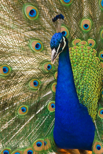 Oregon_zoo_peacock_male by Debito66