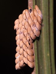 Oothecae (insect egg mass)