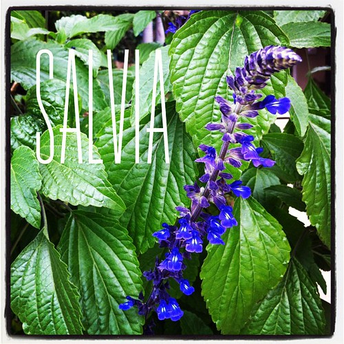Garden Alphabet: Salvia for A Gardener's Notebook (http://DouglasEWelch.com/agn/)
