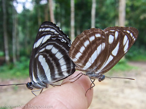mating pair of sailors butterfly R0020925 copy