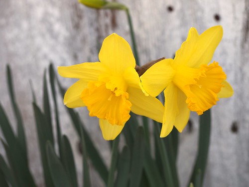 First Daffodils 2013 - 2