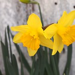 First Daffodils 2013 - 2