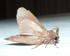 Moth (H)