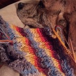 Emo Dog is unimpressed with your colorful knitting