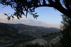 Olive tree view