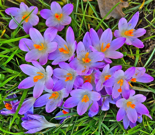 Springing Up Everywhere! by Irene.B.