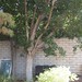Garden Inventory: Ficus benjamina - 8