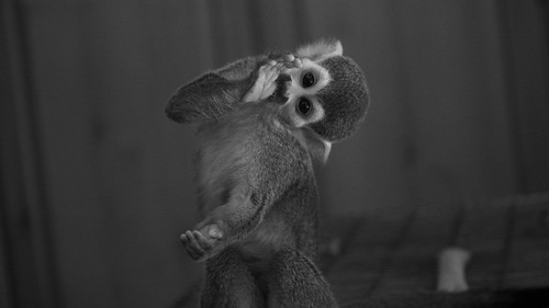 "Chicharito" mono ardilla (squirrel monkey) by MandoBarista