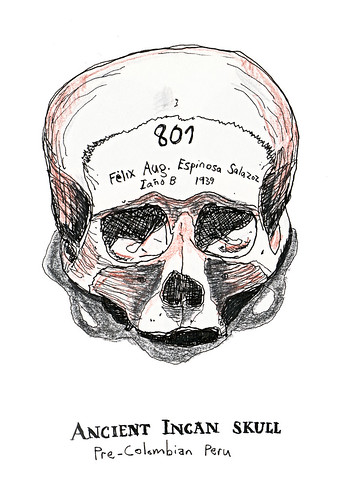 Ancient Incan skull