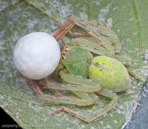 a female green huntsman guarding her egg sac IMG_8899 merged copy