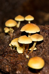 Lindeman Pass fungi