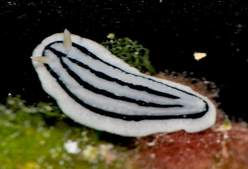 圖三：次生鰓是海蛞蝓重要的呼吸器官，且不同海蛞蝓，次生鰓生長的部位也有所不同，像是西沙葉海蛞蝓的次生鰓長在身體底部。圖片提供：陳溫柔