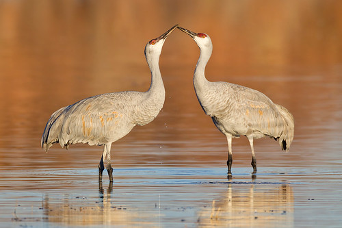 Kissing Cranes by Jeff Dyck