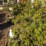 Garden Inventory: Azalea - 4