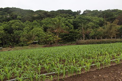 香蕉灣公路以東的農地，有珍貴的紅藻球以豐沛的水源，最適合種植有機蔬菜。