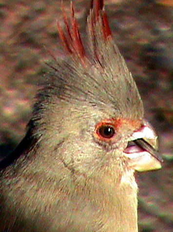   Desert Cardinal (Cardinalis Sinuatus)