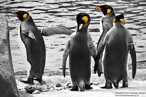 Penguins by Brendan_Howard