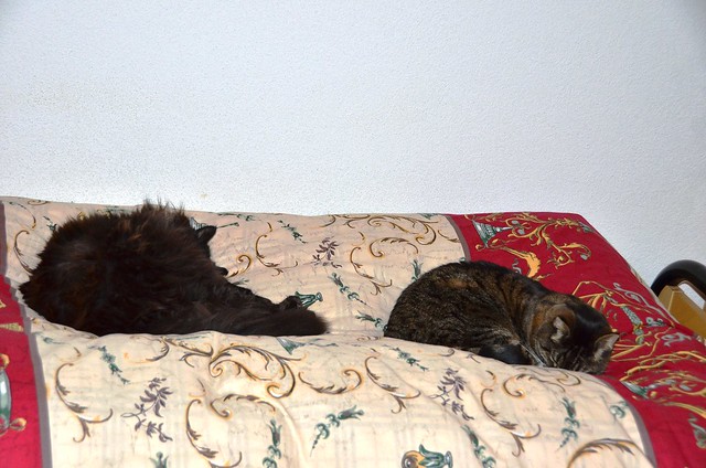 Nera and Tabby settling down for a sleep