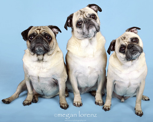 Three Amigos by Megan Lorenz