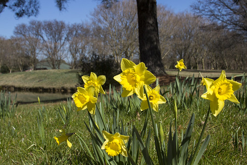 Daffodils by bahayla