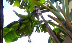 Koh Samui Banana バナナの木