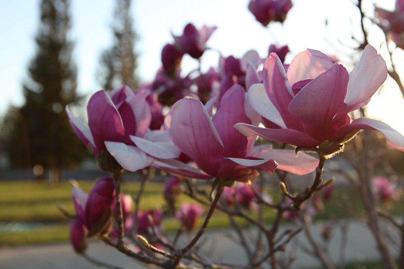 magnolia_62