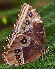 Butterfly Place 