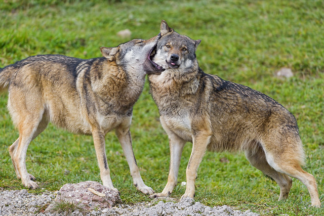 Wolves gently biting each other