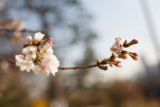 四谷の土手　桜