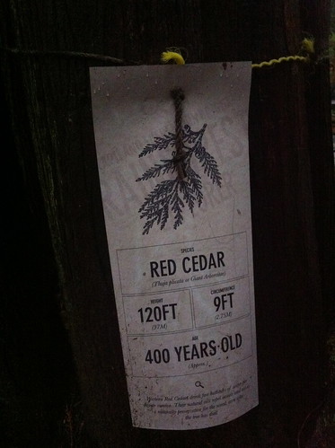 Red Cedar, 400yrs old by Ayala Moriel