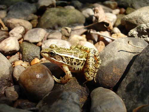Image of Pickerel Frog
