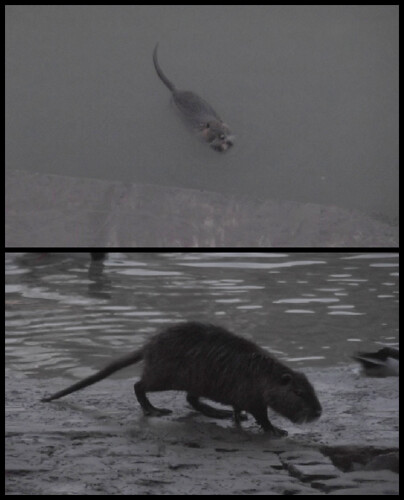Are those giant rats? Tiber River