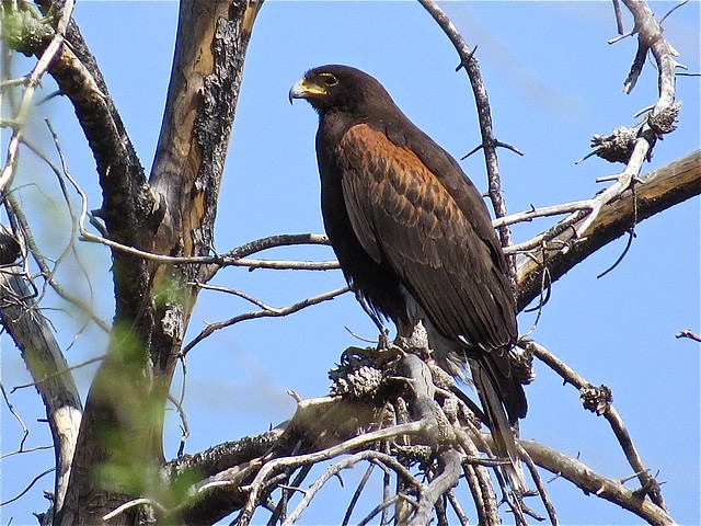 Harris's Hawk at Sweetwater Wetlands in Tuscon, AZ  02