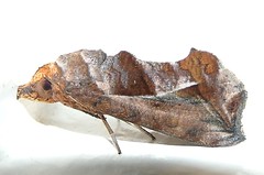 Erebid moth (Oraesia sp.) 