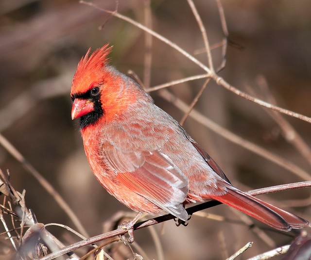 Male Cardinal 1_5
