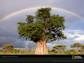 Масла для ухода за лицом: календула, баобаб, голубая ромашка rainbow-baobab-tree-joubert-1011931-sw